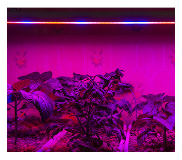 На фото изабражены цветы под светодиодной фитолампой для растений