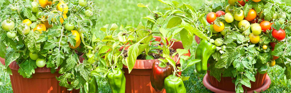 На фото помидоры и перцы, выращенные в горшках под фитосветильником
